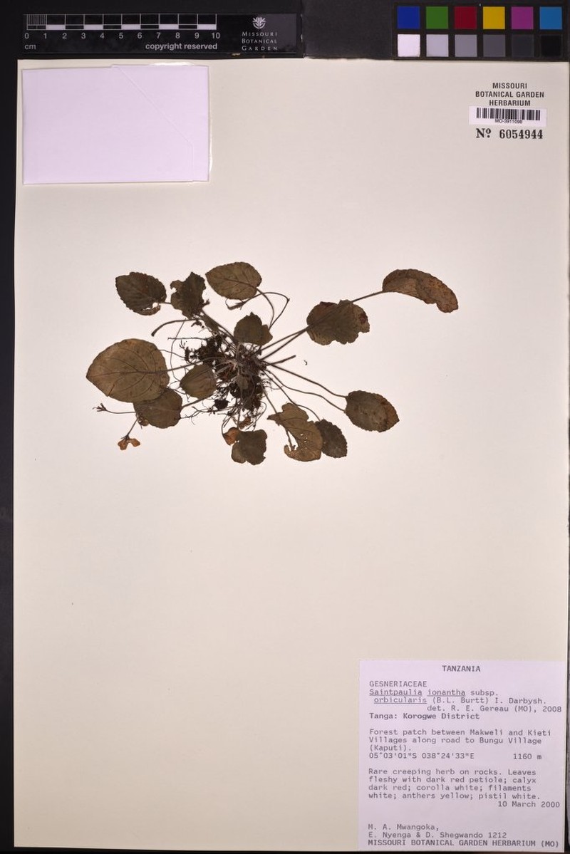 Streptocarpus ionanthus subsp. orbicularis photo 2