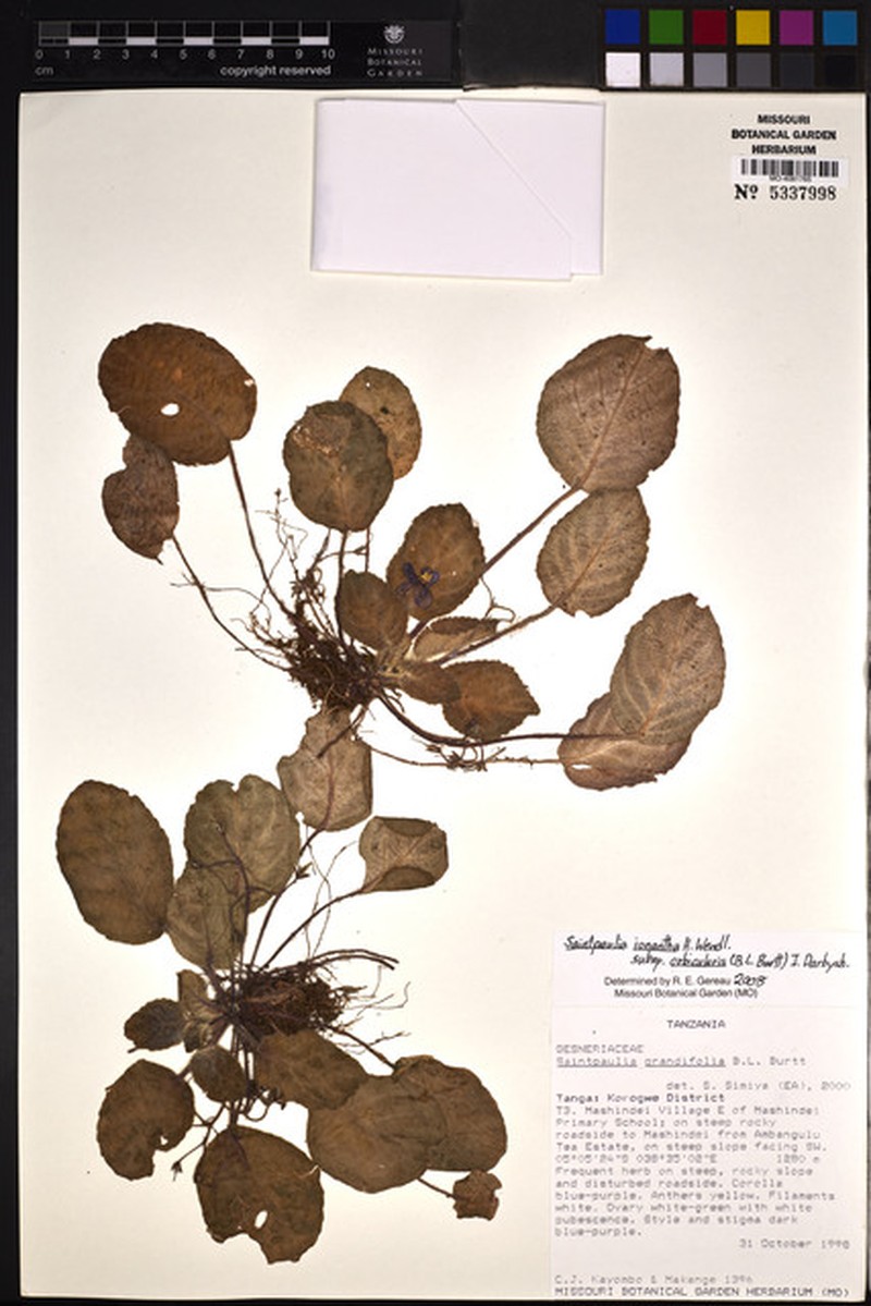 Streptocarpus ionanthus subsp. orbicularis photo 3