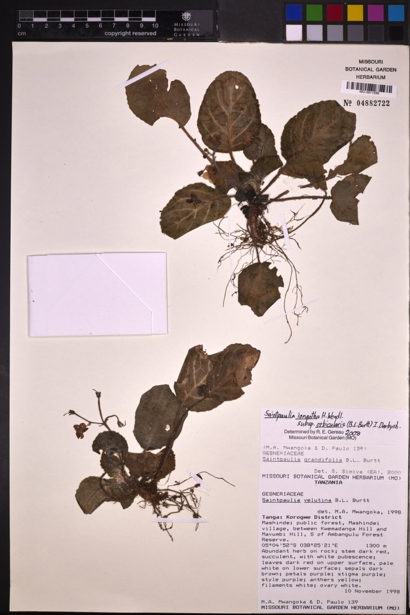 Streptocarpus ionanthus subsp. orbicularis photo 4