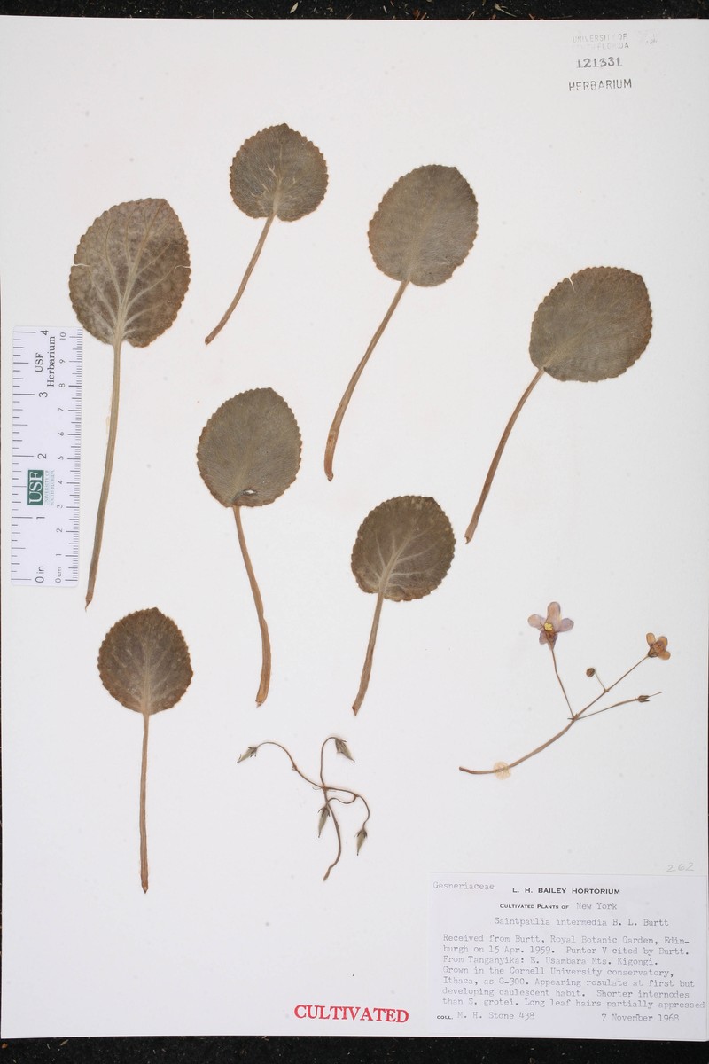 Streptocarpus ionanthus subsp. pendulus