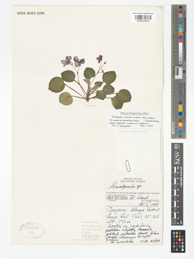 Streptocarpus ionanthus subsp. pendulus photo 2