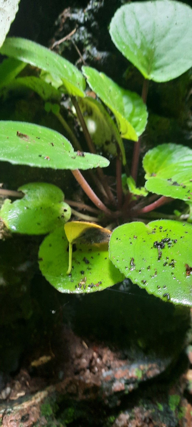 Streptocarpus ionanthus subsp. rupicola photo 3