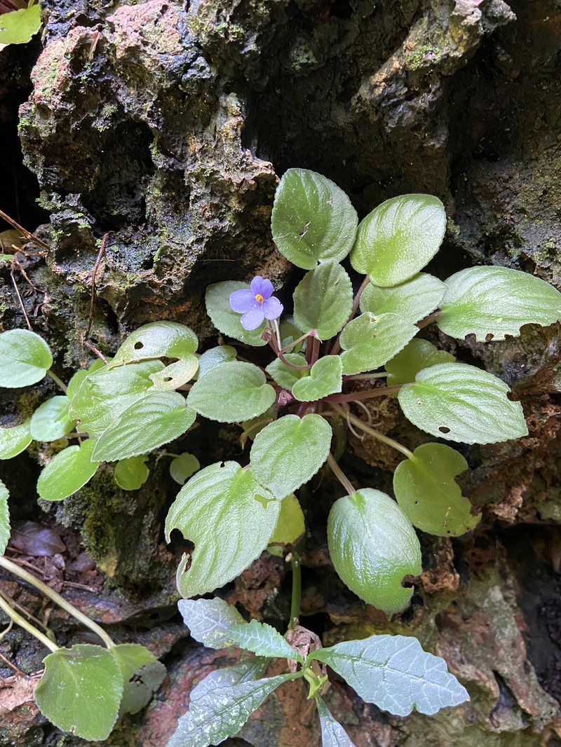 Streptocarpus ionanthus subsp. rupicola photo 5