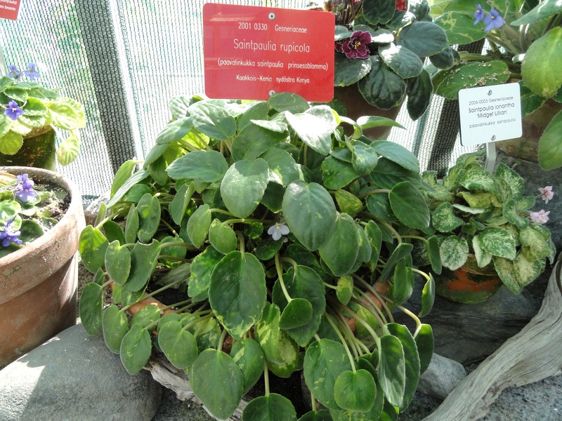 Streptocarpus ionanthus subsp. rupicola photo 6
