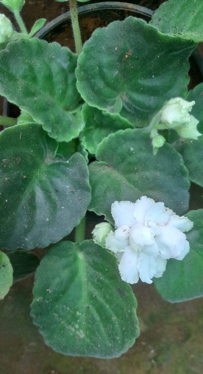 Streptocarpus ionanthus subsp. rupicola photo 7