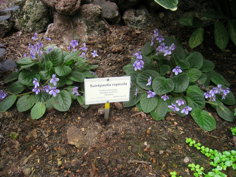 Streptocarpus ionanthus subsp. rupicola photo 8