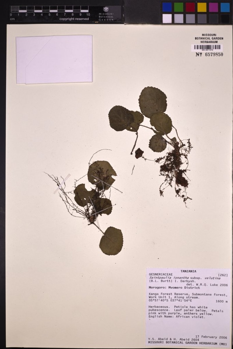Streptocarpus ionanthus subsp. velutinus photo 2