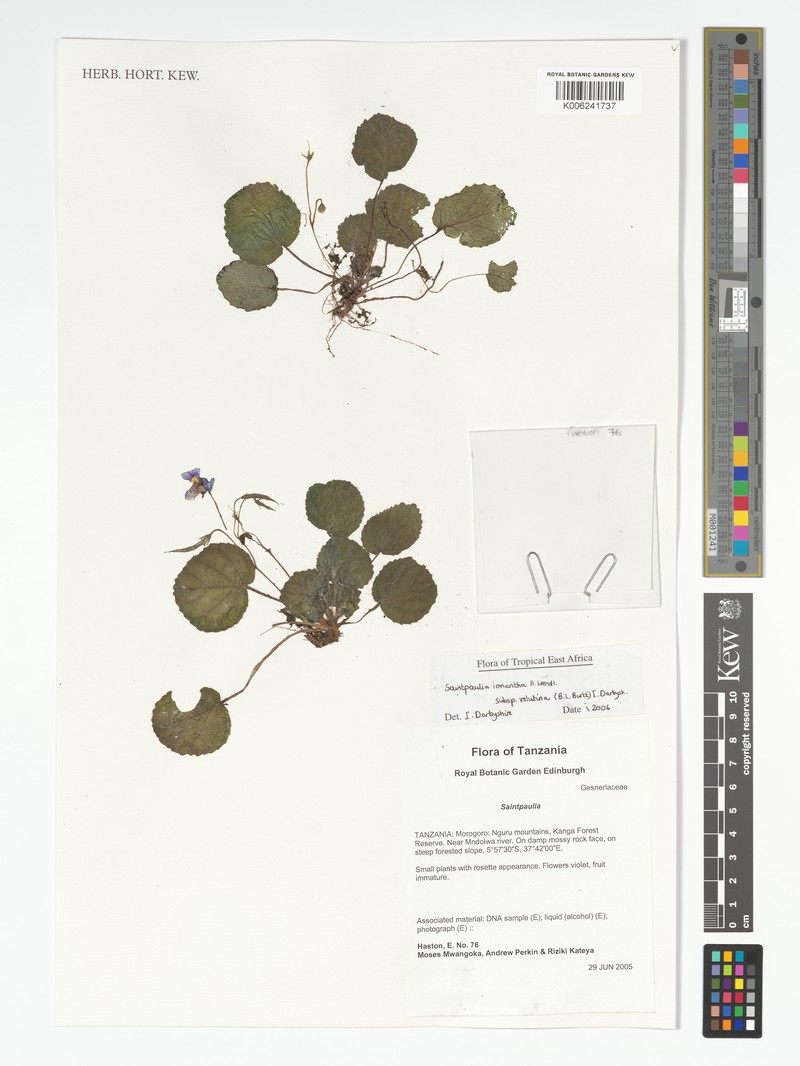 Streptocarpus ionanthus subsp. velutinus photo 3