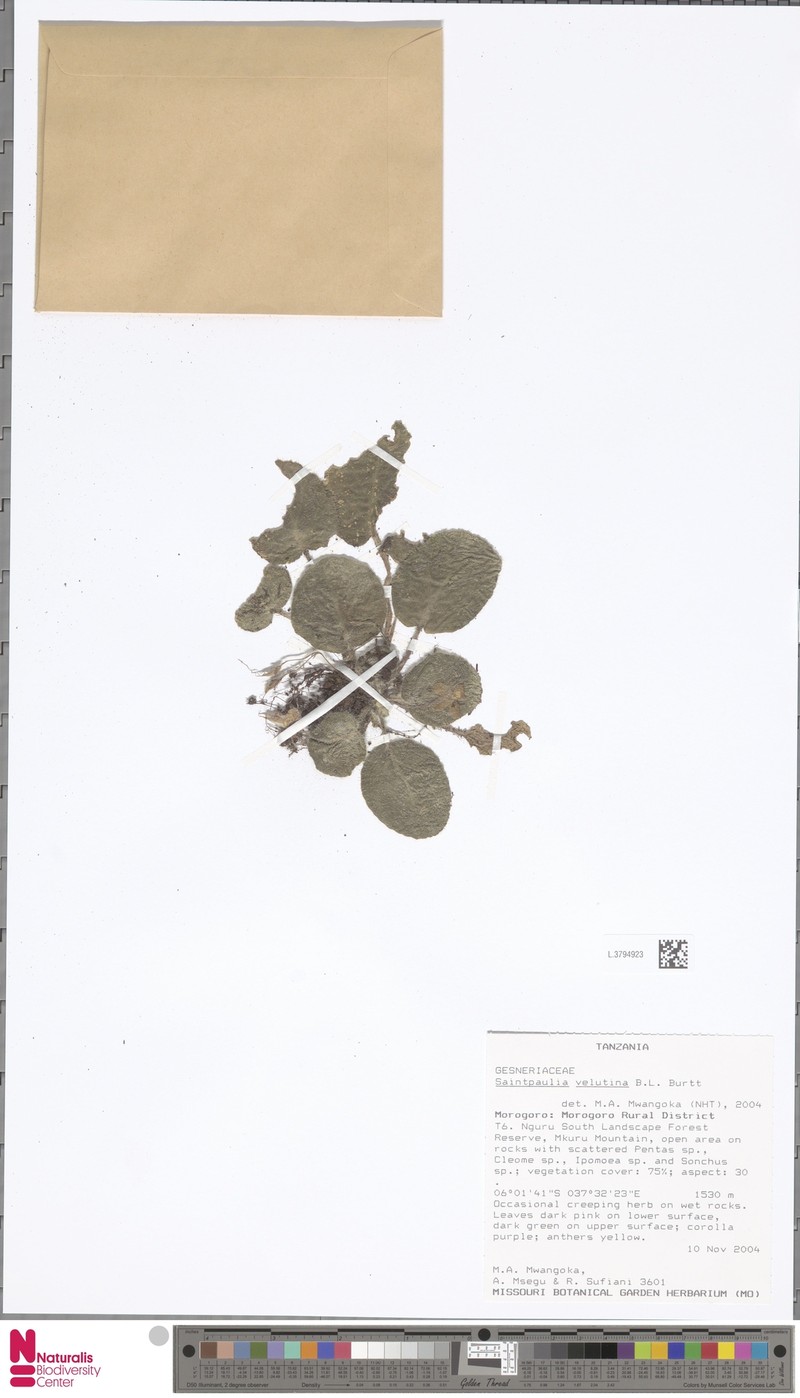 Streptocarpus ionanthus subsp. velutinus photo 4