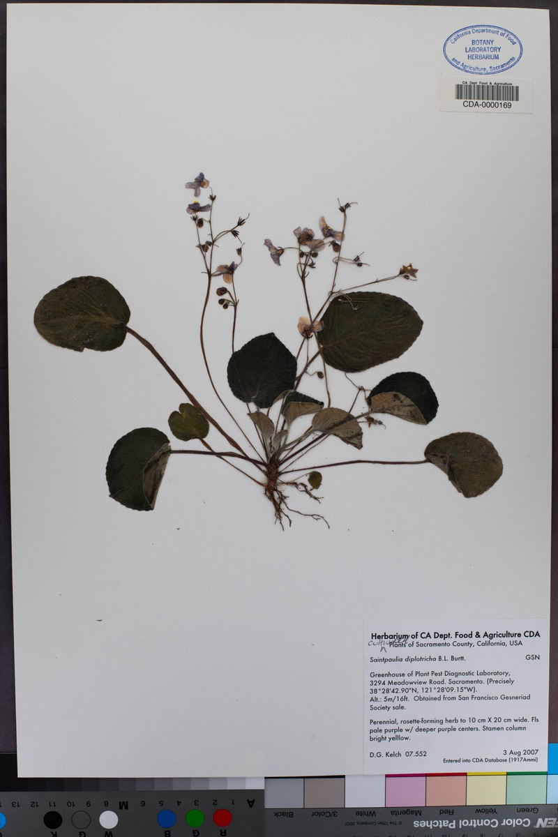 Streptocarpus ionanthus var. diplotrichus photo 2