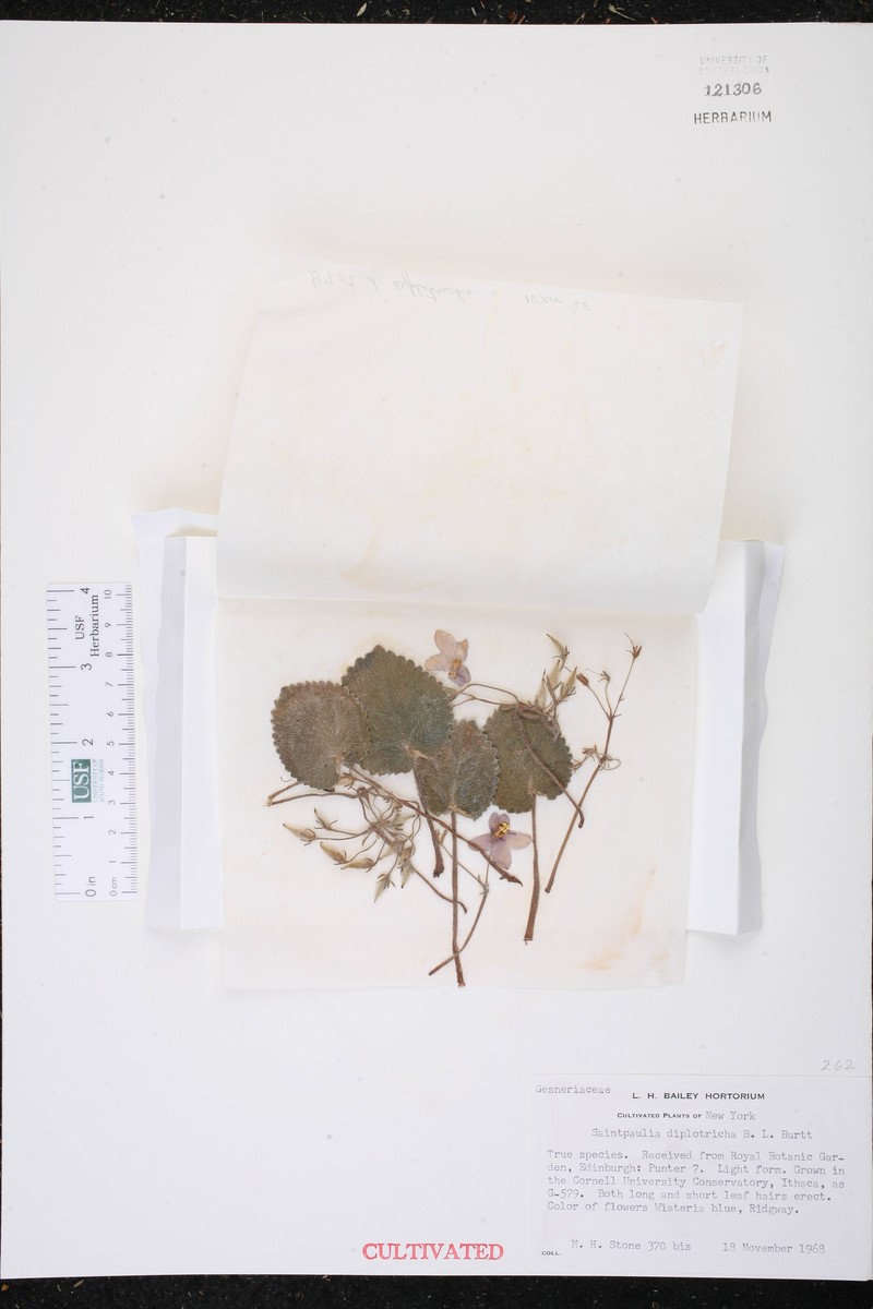 Streptocarpus ionanthus var. diplotrichus photo 3