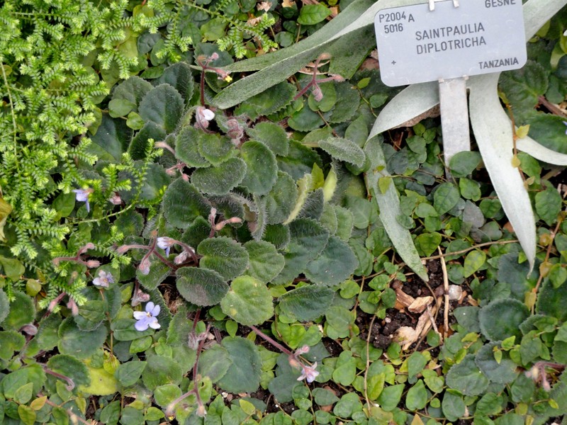 Streptocarpus ionanthus var. diplotrichus