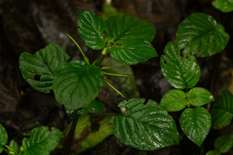 Streptocarpus kamerunensis photo 3