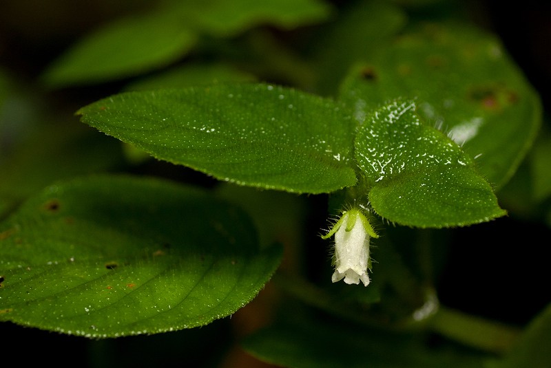Streptocarpus kamerunensis photo 4