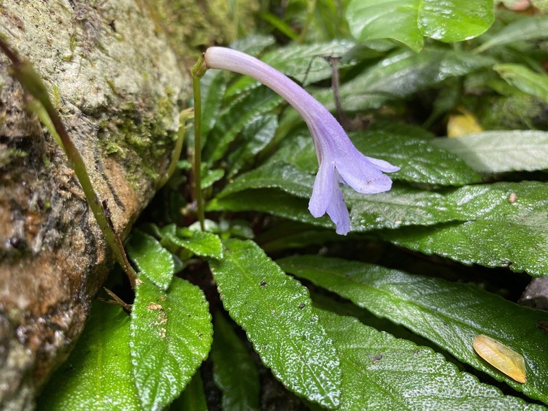 Streptocarpus lilliputana photo 2