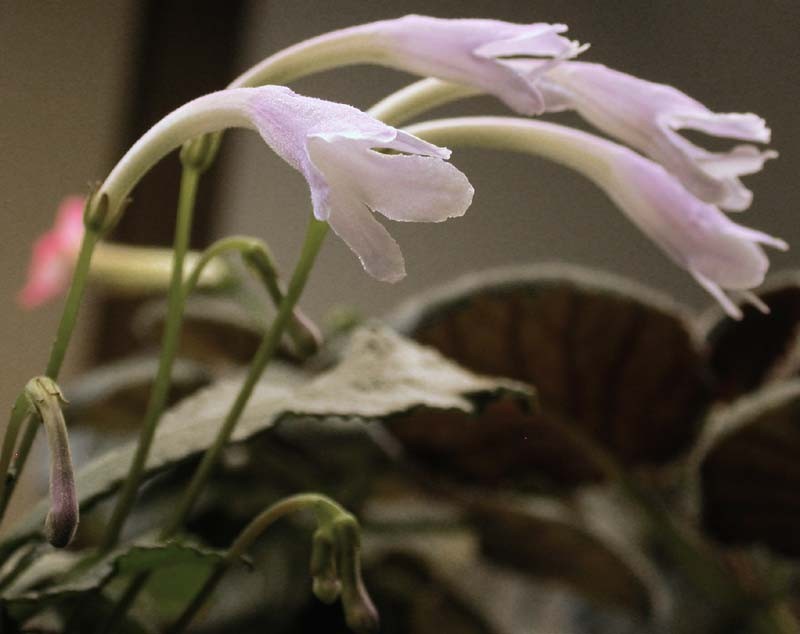 Streptocarpus lilliputana
