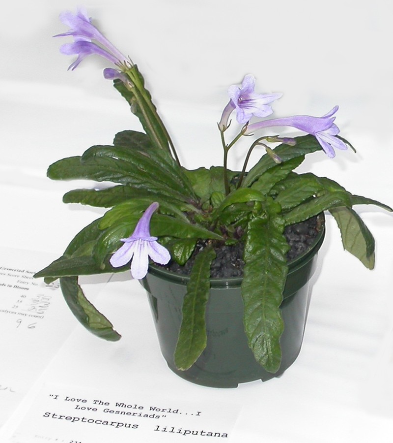 Streptocarpus lilliputana photo 4