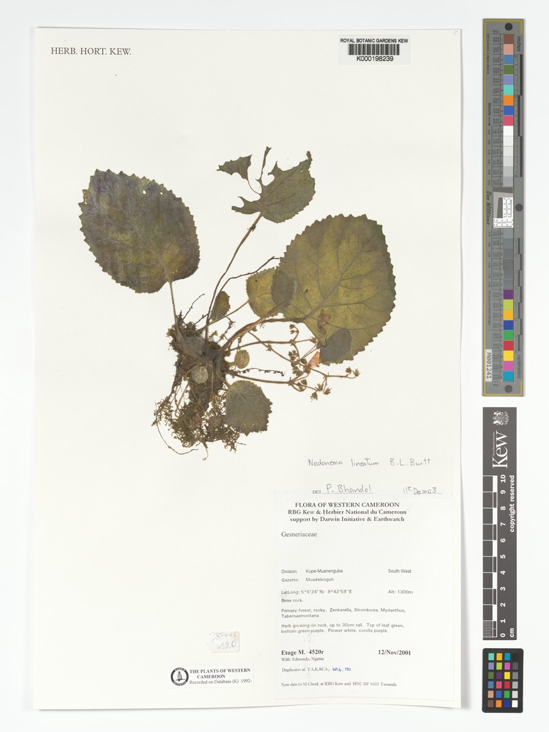 Streptocarpus lineatus