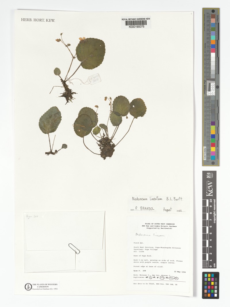 Streptocarpus lineatus photo 3