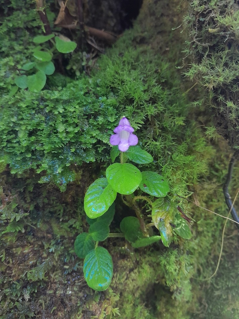 Streptocarpus madagascaricus