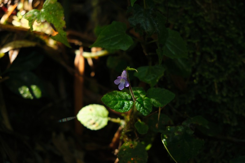 Streptocarpus madagascaricus photo 2