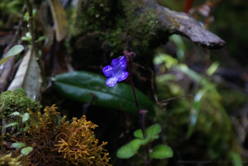 Streptocarpus madagascaricus photo 3