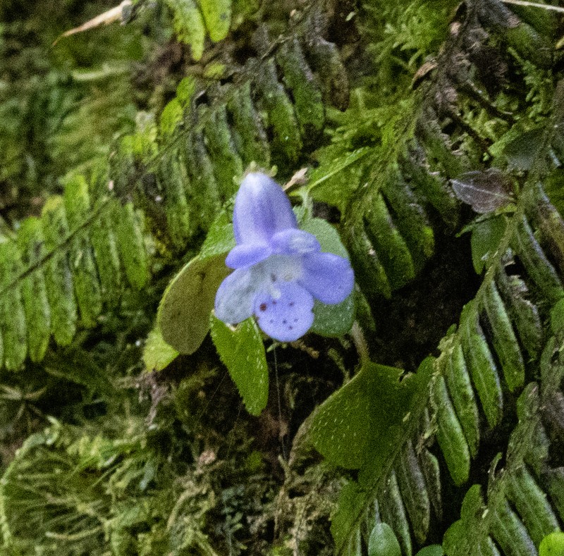 Streptocarpus madagascaricus photo 5