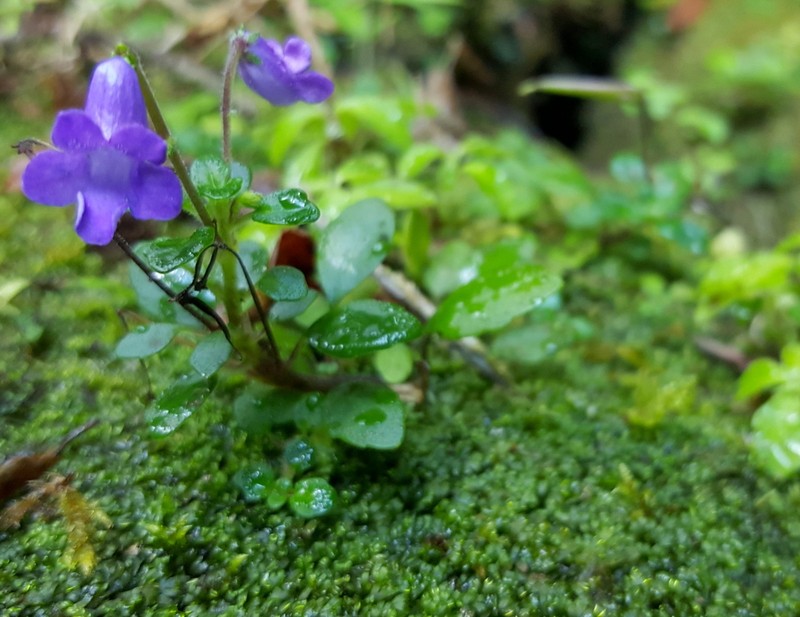 Streptocarpus madagascaricus photo 6