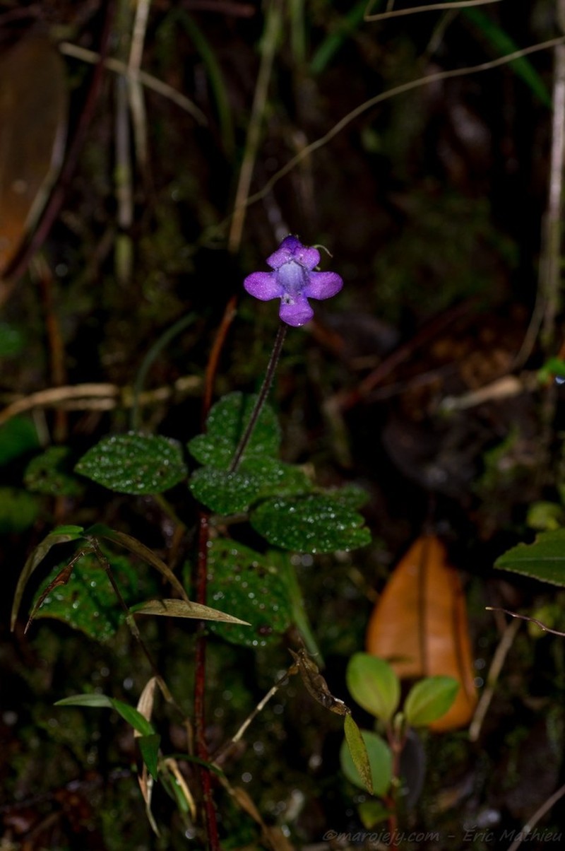 Streptocarpus madagascaricus photo 7