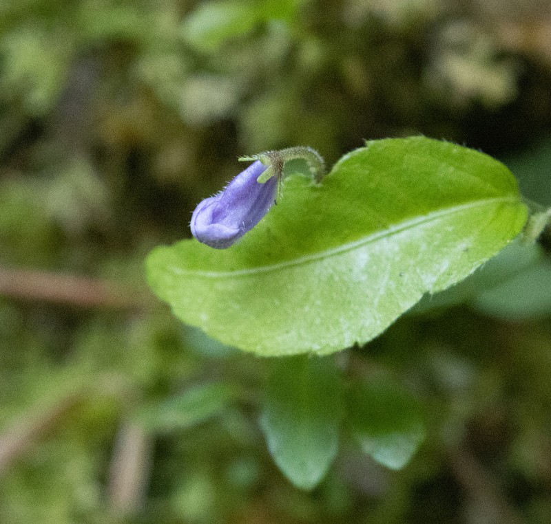 Streptocarpus madagascaricus photo 8