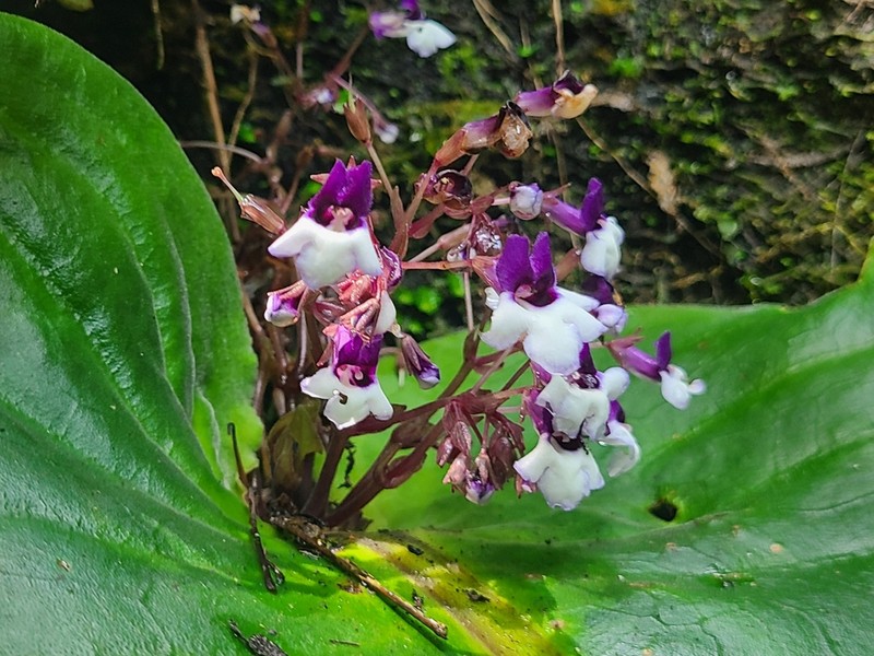 Streptocarpus mannii