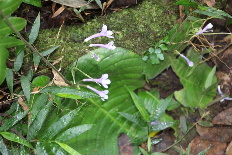 Streptocarpus molweniensis subsp. molweniensis