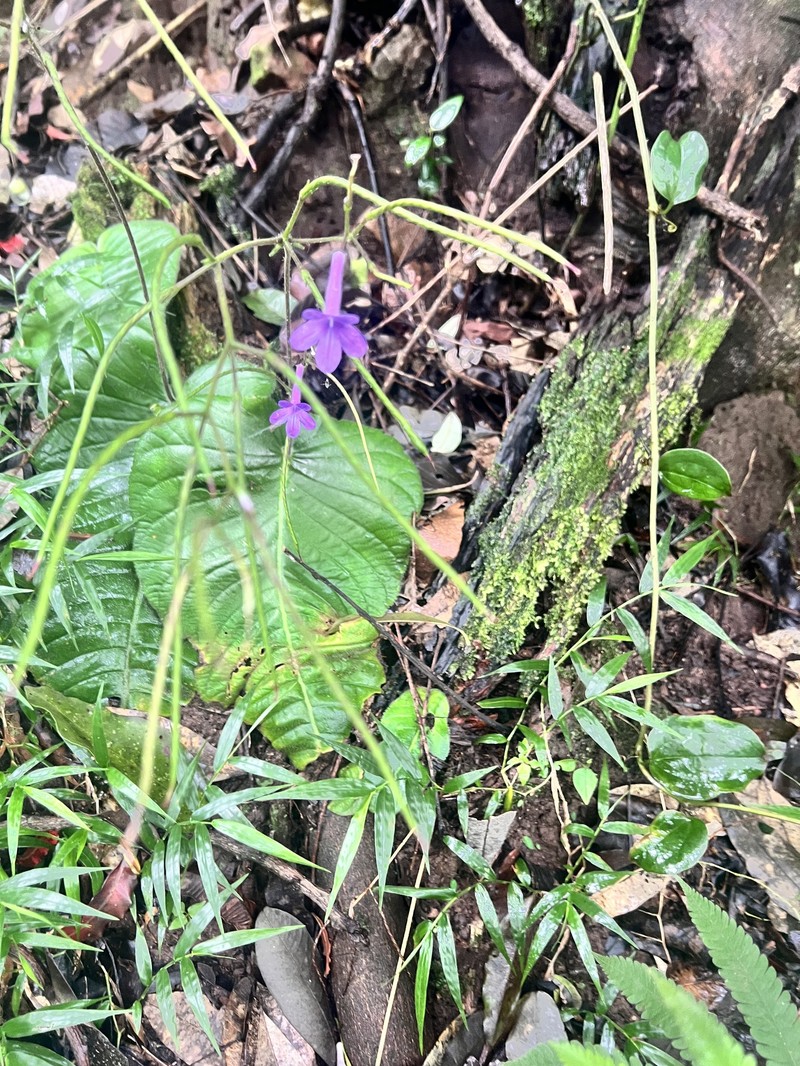 Streptocarpus molweniensis subsp. molweniensis photo 2