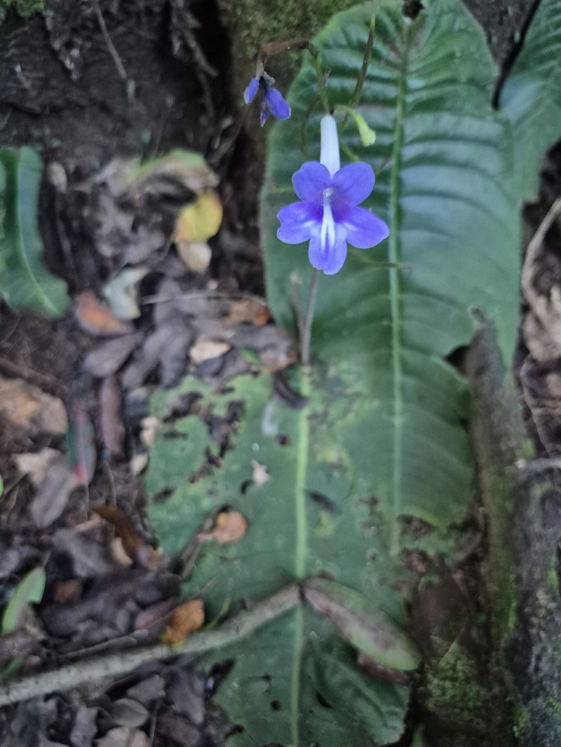 Streptocarpus molweniensis subsp. molweniensis photo 3