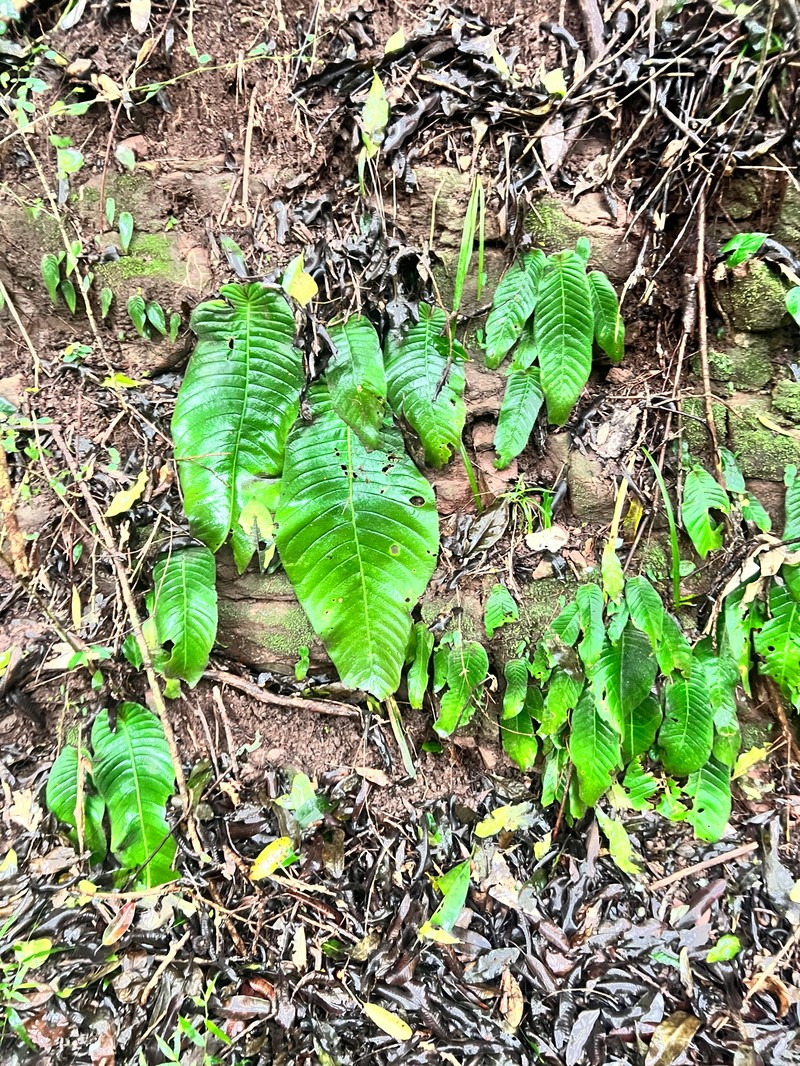 Streptocarpus molweniensis subsp. molweniensis photo 4