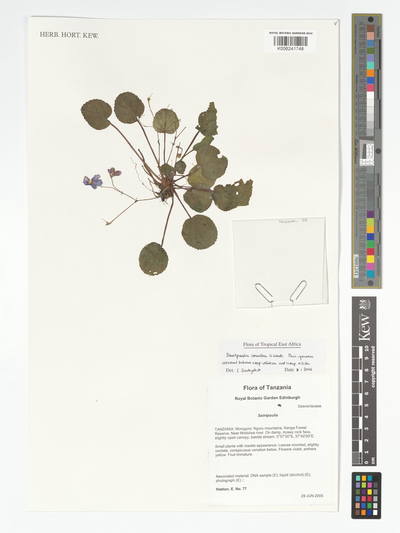 Streptocarpus nitidus photo 2