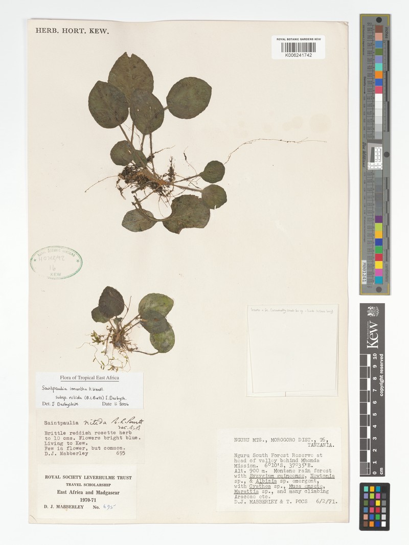 Streptocarpus nitidus photo 3