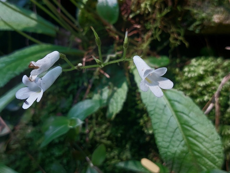 Streptocarpus parviflorus subsp. parviflorus