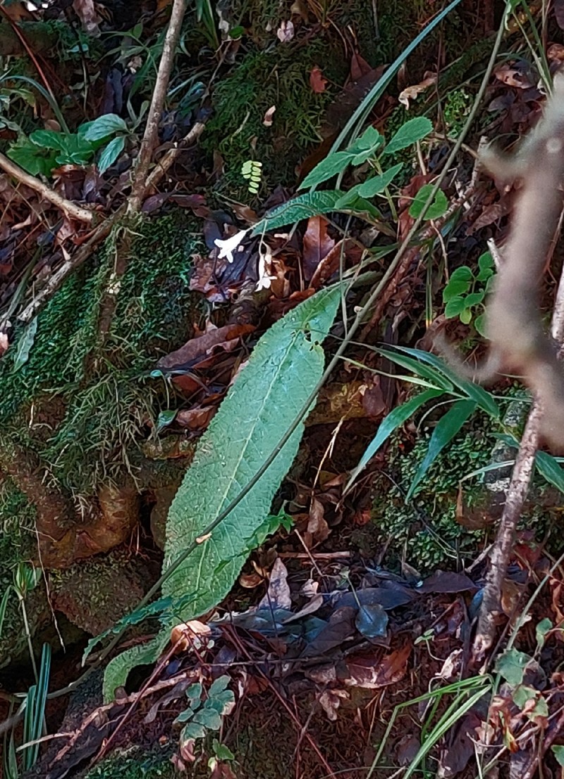 Streptocarpus parviflorus subsp. parviflorus photo 2