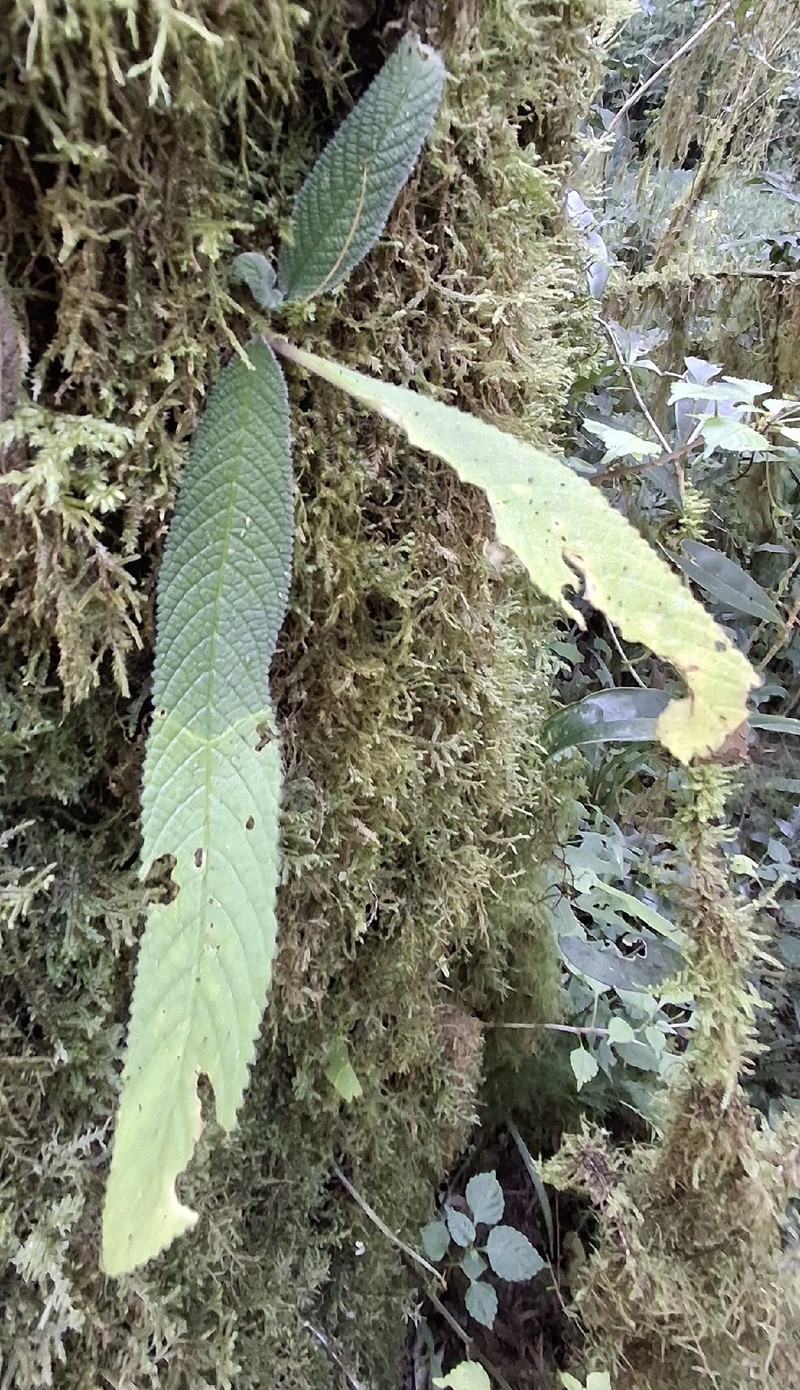Streptocarpus parviflorus subsp. parviflorus photo 3