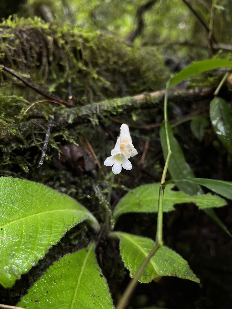 Streptocarpus parviflorus subsp. parviflorus photo 4