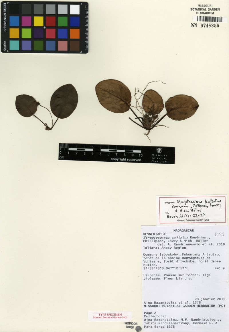 Streptocarpus peltatus