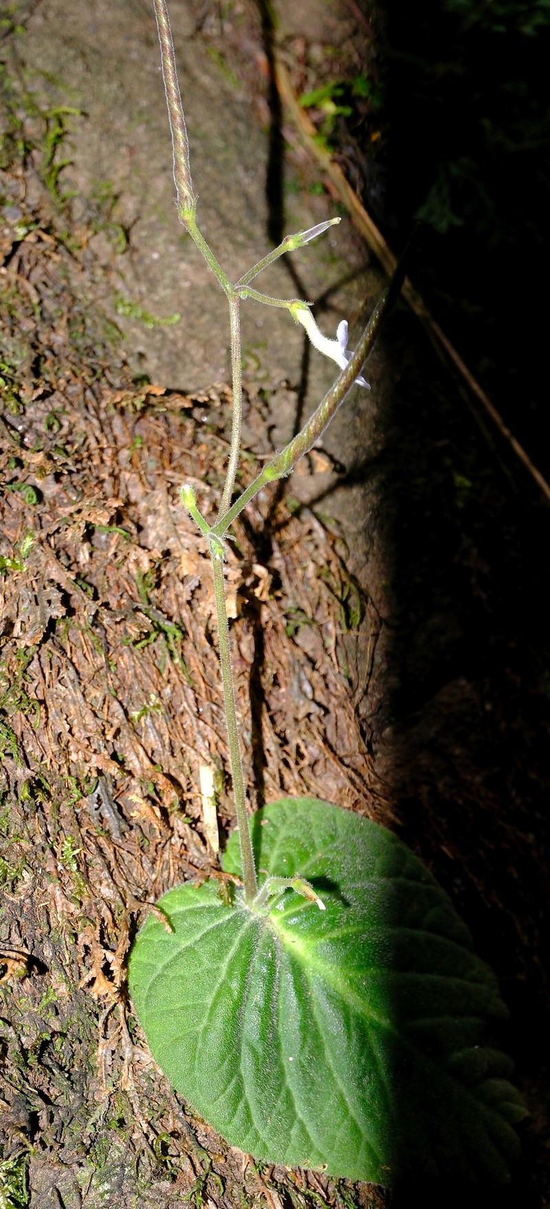 Streptocarpus polyanthus subsp. comptonii