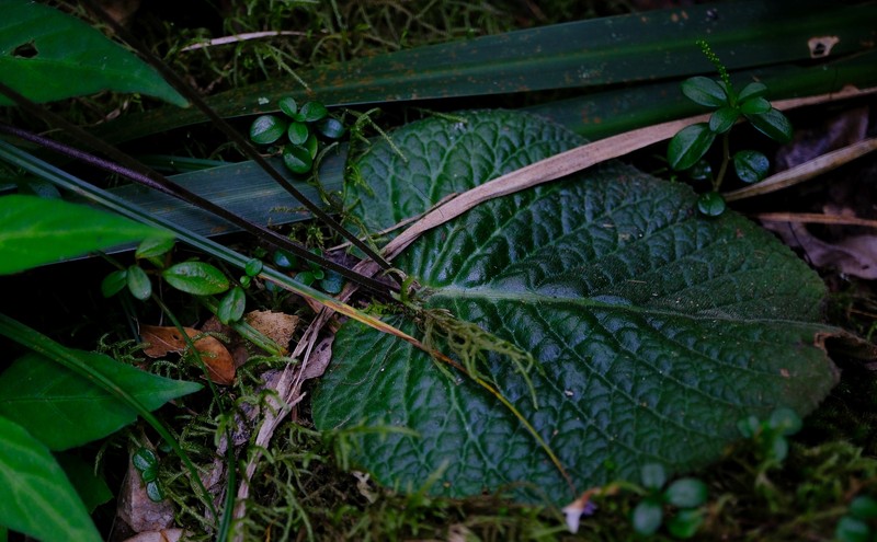 Streptocarpus polyanthus subsp. comptonii photo 2