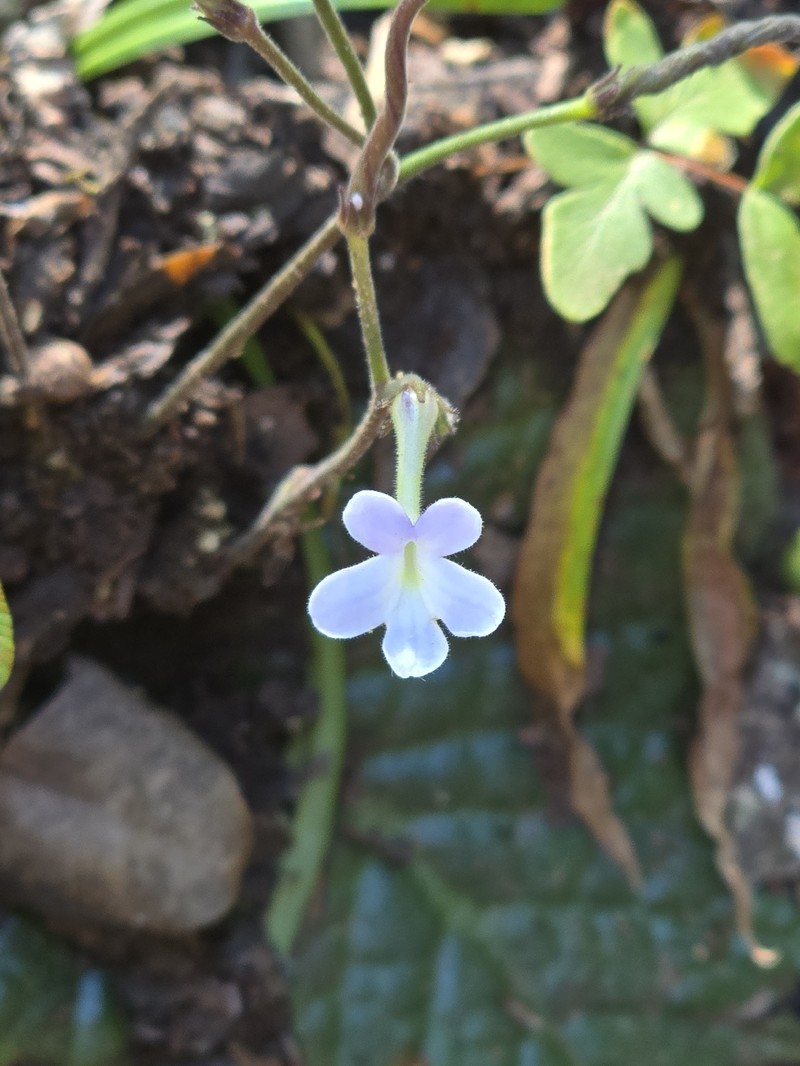 Streptocarpus polyanthus subsp. comptonii photo 4