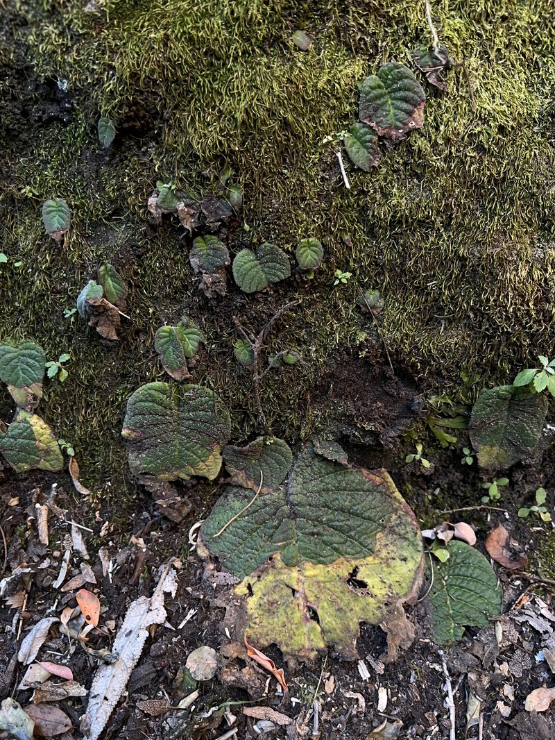 Streptocarpus polyanthus subsp. dracomontanus