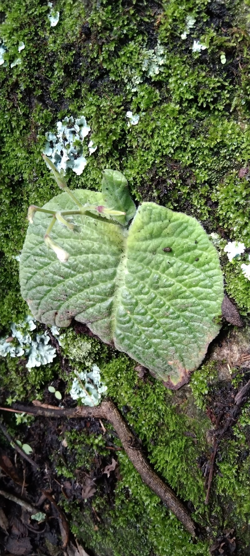 Streptocarpus polyanthus subsp. dracomontanus photo 2
