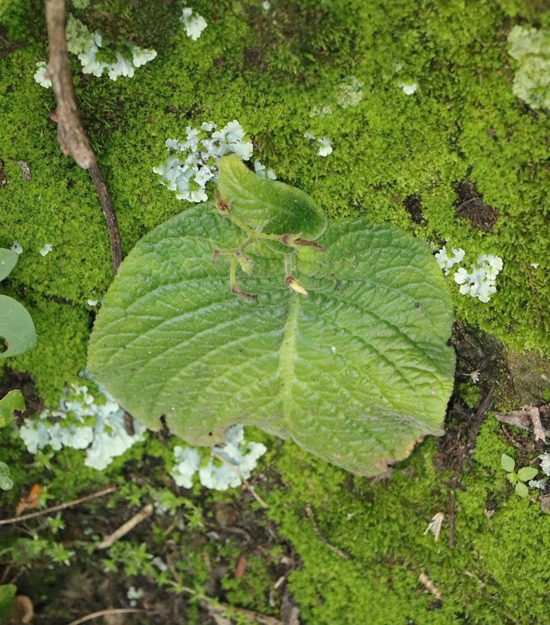Streptocarpus polyanthus subsp. dracomontanus photo 3