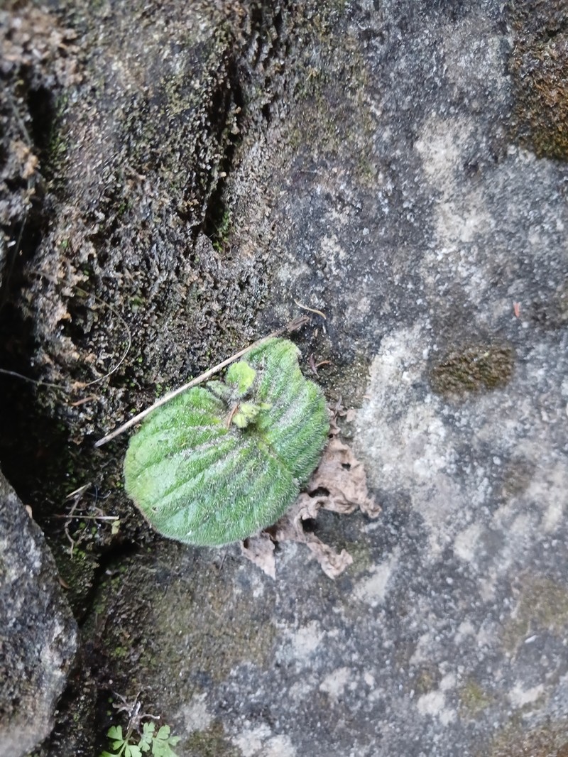 Streptocarpus polyanthus subsp. dracomontanus photo 4