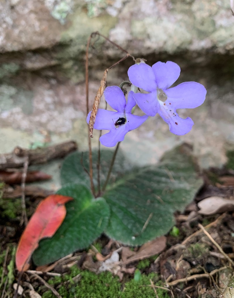 Streptocarpus polyanthus subsp. polyanthus